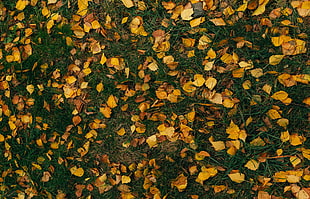 yellow wither leaves, Leaves, Autumn, Grass