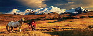 white and red horses, Mongolia, ötüken, horse, mountains