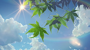 green cannabis leave under stratocumulus clouds