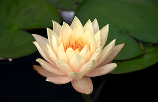 peach Lotus flower