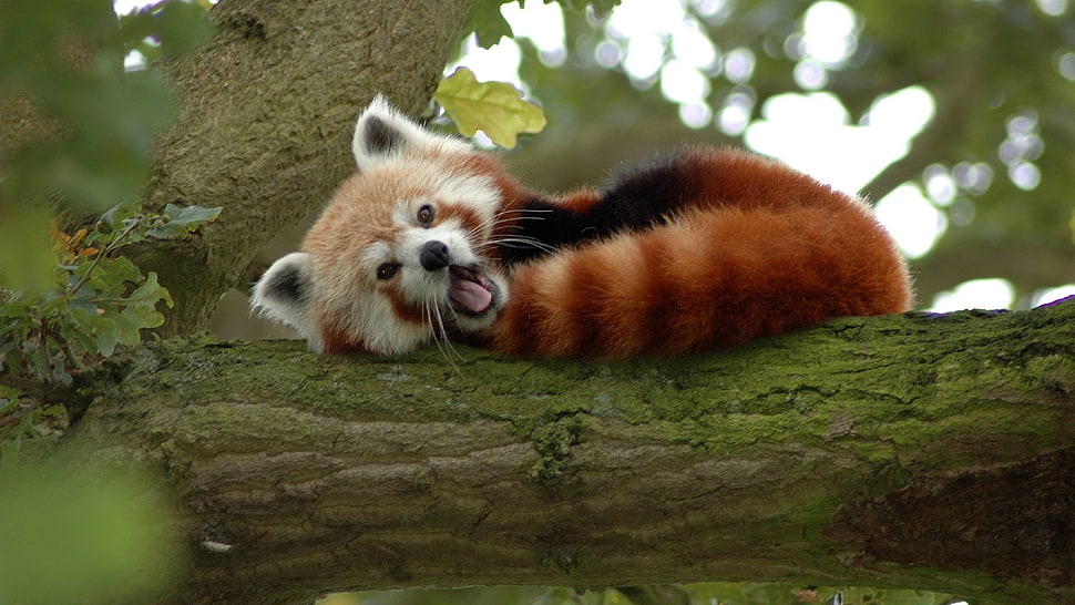shallow focus photography of Red Panda on brown tree branch during daytime HD wallpaper