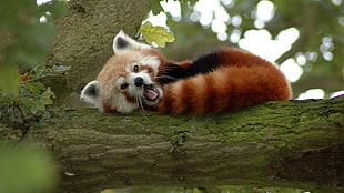 shallow focus photography of Red Panda on brown tree branch during daytime