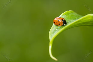 Micro photography of lady bug on green leaves during daytime