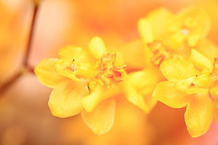 yellow flower plant photo shot HD wallpaper