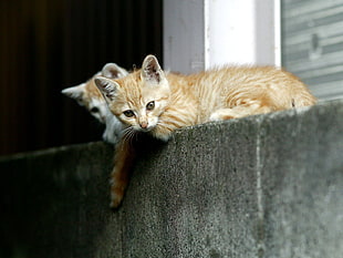 selective focus photography of orange tabby kitten