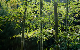 green bamboo sticks