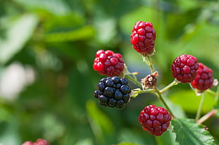 ripe and unripe Blackberries