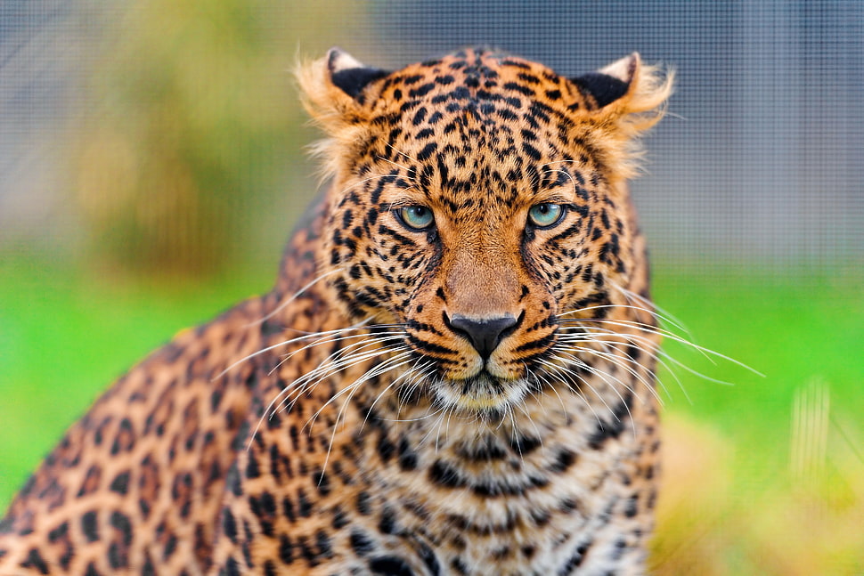 orange, white, and black Tiger HD wallpaper