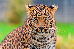 orange, white, and black Tiger