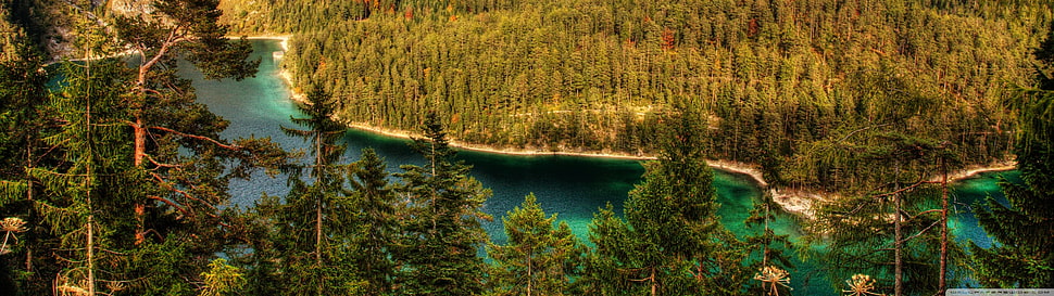 green pine trees on mountain during daytime HD wallpaper