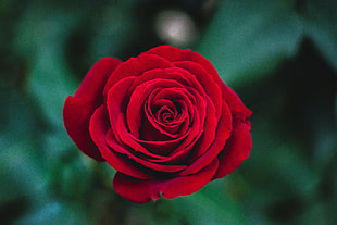 macroshot photo of red rose