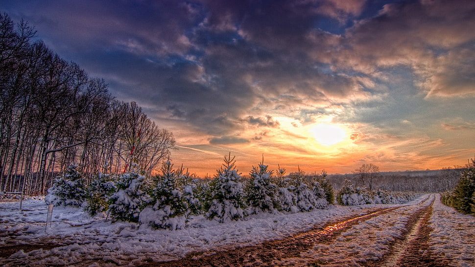 trees covered by snow, snow, sunlight, nature, trees HD wallpaper