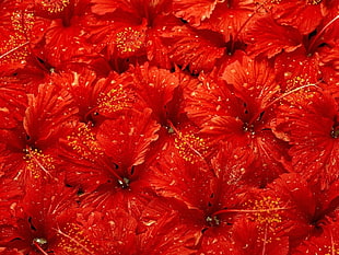 closeup photo of red Hibiscus flower HD wallpaper