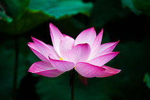 Macro shot of pink Lotus flower HD wallpaper