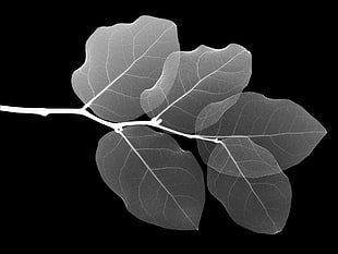 grey leafed plants, monochrome, leaves, x-rays