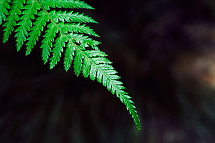 macro short of fern leaf