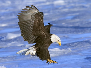bald eagle, eagle, wings, sea, attack HD wallpaper