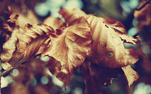 withered leaves in close-up photo