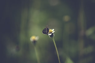black butterfly, Stem, Butterfly, Insect HD wallpaper