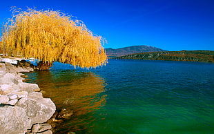 photography of yellow tree near body of water during daytime