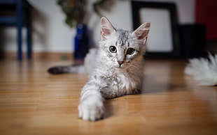 macro shot of a silver tabby kitten on brown wooden floor