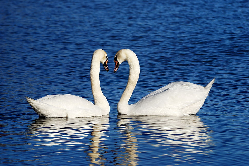 close photo of two swans on body of water HD wallpaper