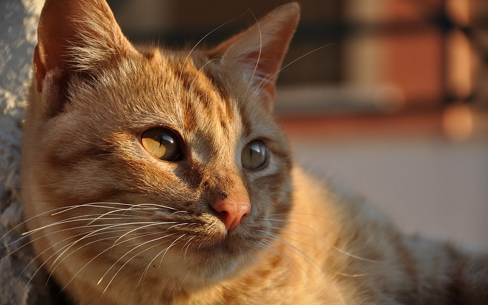 orange Tabby cat selective focus photography HD wallpaper