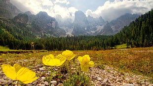 yellow and white petaled flowers, flowers, landscape