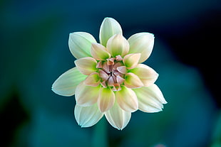 shallow focus photography of white and green flower