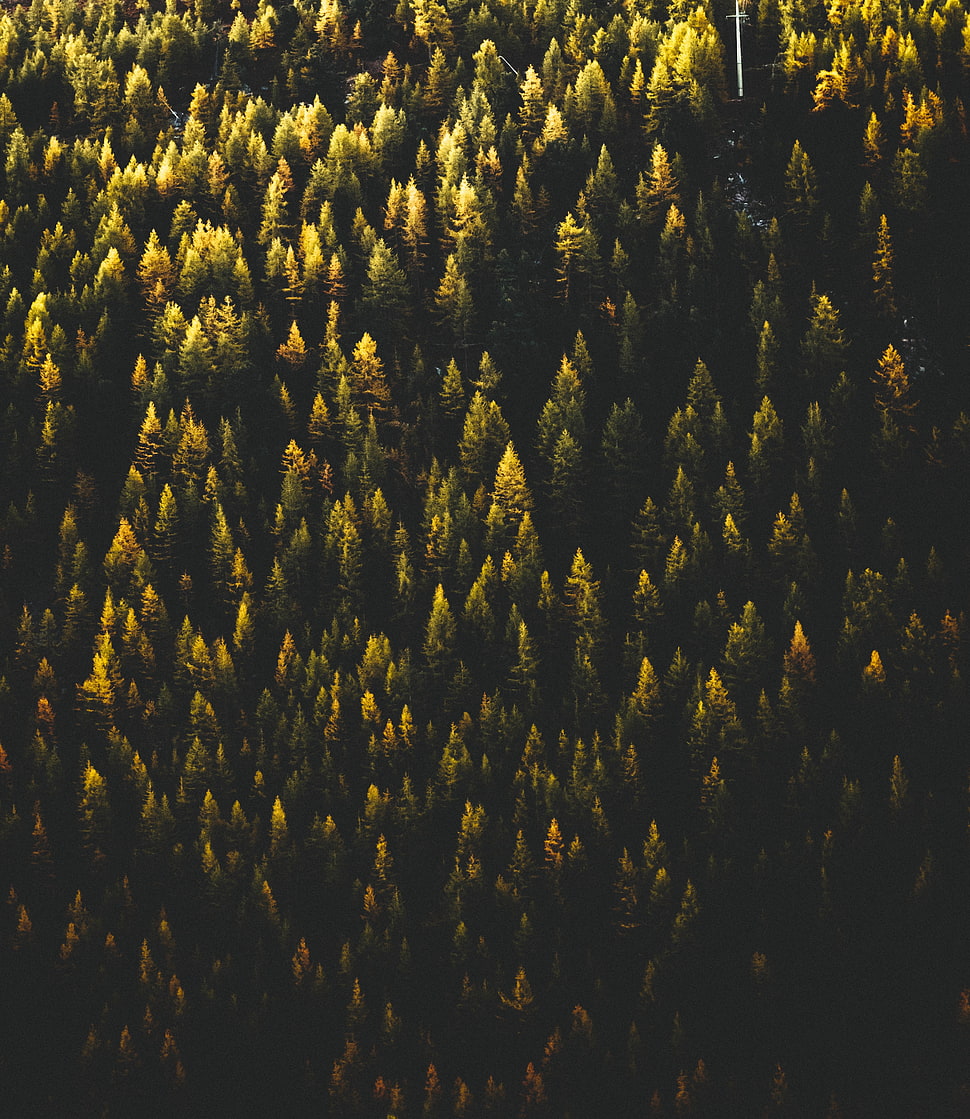 green leafed plants, Trees, Top view, Forest HD wallpaper