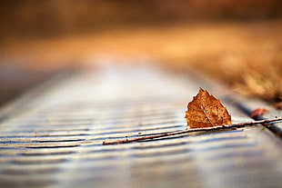 tilt shift lens photography of brown branch with leave HD wallpaper