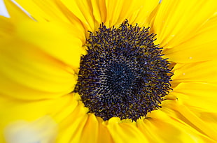 closeup photo of sunflower HD wallpaper