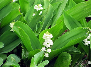 white petal flower plant