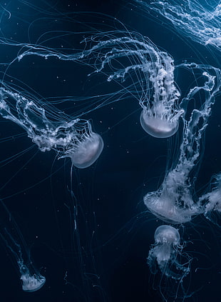 jellyfish digital wallpaper, Jellyfish, Underwater world, Swim