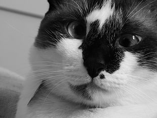 closeup photo of white and black cat