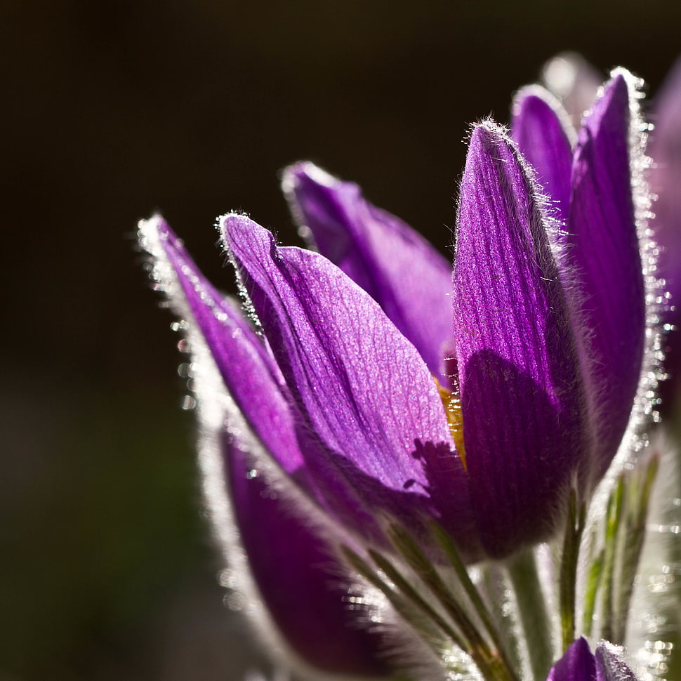 selective focus photography of purple pulsatilla flower HD wallpaper