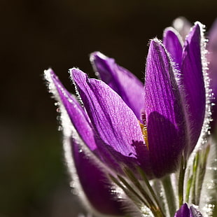 selective focus photography of purple pulsatilla flower HD wallpaper
