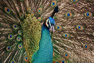 shallow focus photography of multicolored peacock HD wallpaper