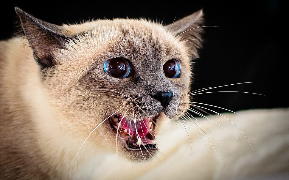 Siamese cat HD wallpaper