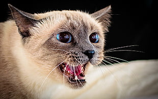 Siamese cat