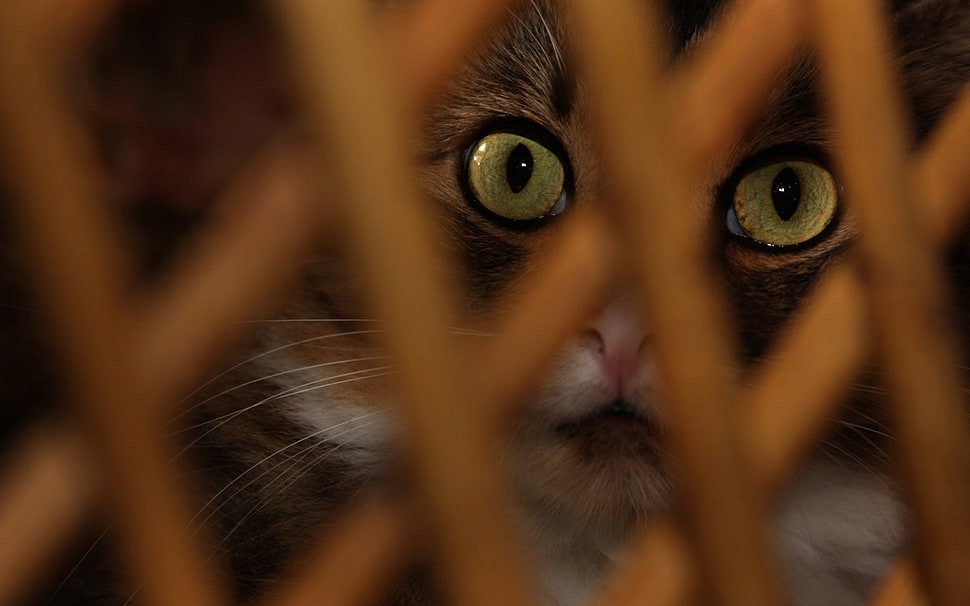 brown short-coated cat HD wallpaper