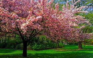 pink foliage tree, landscape, nature, cherry blossom, trees HD wallpaper