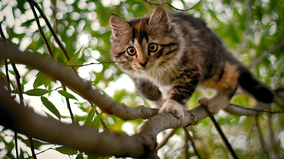 selective focus photo of brown cat HD wallpaper
