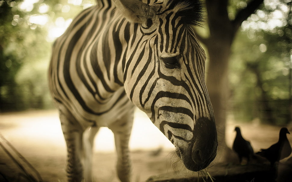 white and black zebra, animals, zebras HD wallpaper