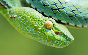 green snake, animals, snake, reptiles, vipers HD wallpaper