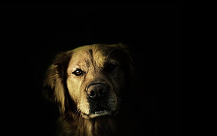 photography of dog in dark HD wallpaper