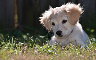 closeup photo of Golden Retriever puppy HD wallpaper