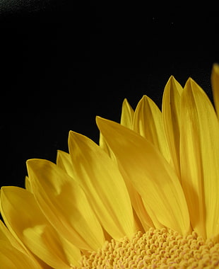 yellow flower petal with black background