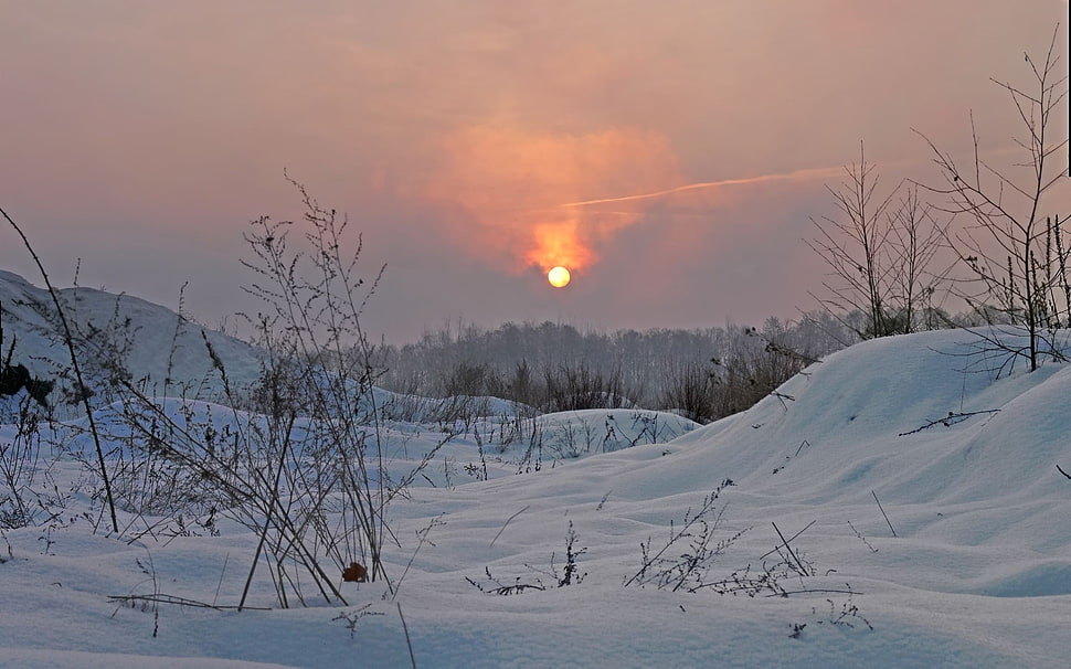 tree covering snow during sunset HD wallpaper