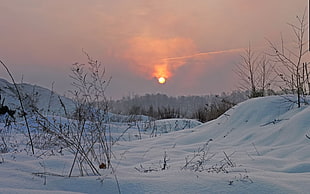 tree covering snow during sunset